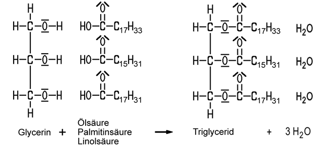 Veresterung von Fettsäuren mit Glycerin