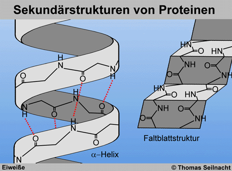 Proteine Aufbau Peptidbindung