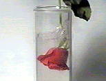 Rose in fl�ssigem Stickstoff