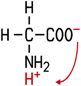 Glycin