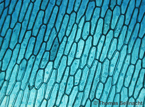 Methylenblau färbt Zwiebelzellen