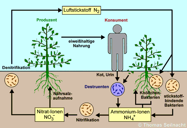 Was Bedeutet Fotosynthese
