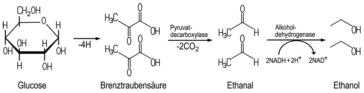 Alkoholische Gärung