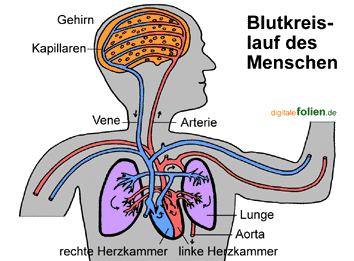 Blutkreislauf