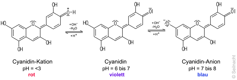 Wirkungsweise eines Indikators: Cyanidin