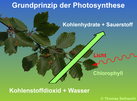 Grundgleichung der Fotosynthese