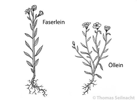 Faserlein und Öllein im Vergleich