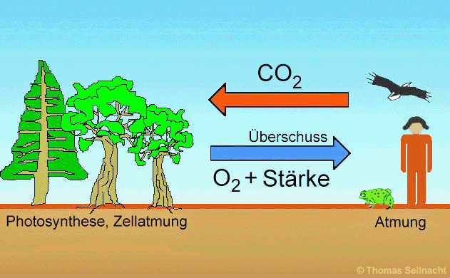 Photosynthese und Atmung