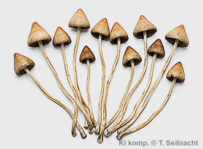 Magic Mushrooms