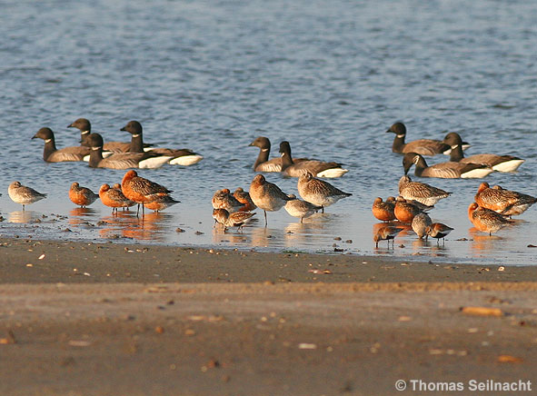 Vögel im Wattenmeer