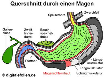 Magenquerschnitt