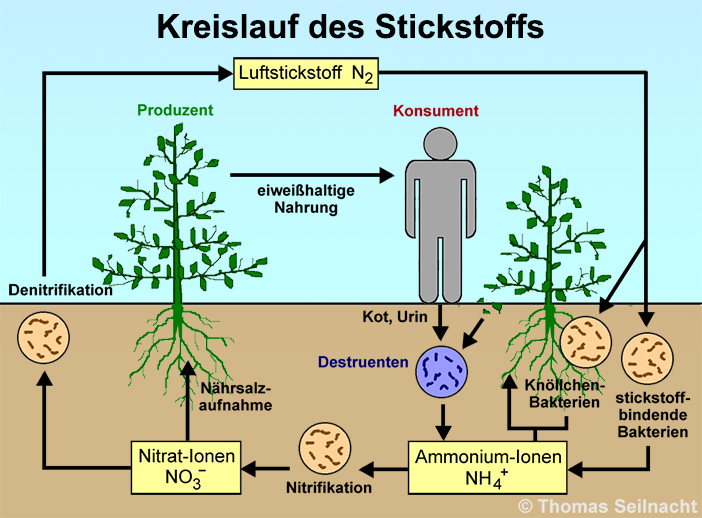 Stickstoff-Kreislauf