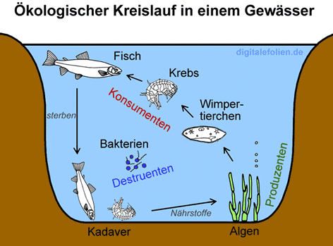 Ökjologischer Kreislauf in einem Gewässer