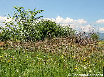 Hecke als Brutraum für Vögel