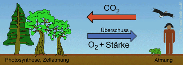 Photosynthese und Zellatmung