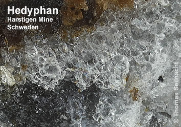 Hedyphan aus der Harstigen Mine