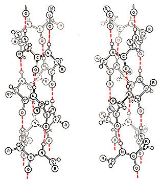 Paulings alpha-Helix