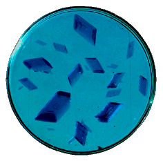 kristallisiertes Kupfersulfat