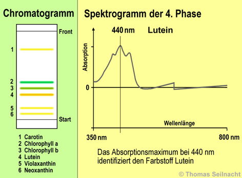 Chromatogramm