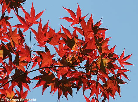 Blätter im Herbst